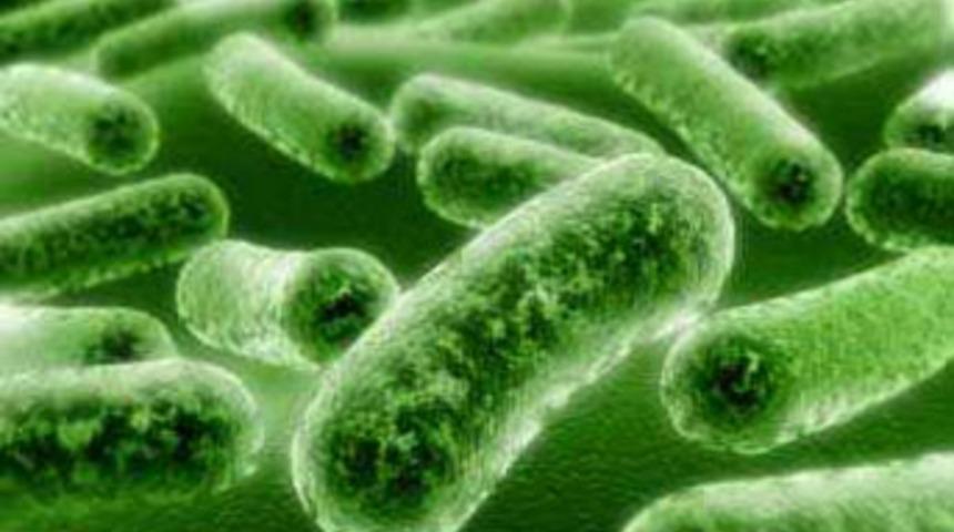 Terme'de vir&uuml;s salgını