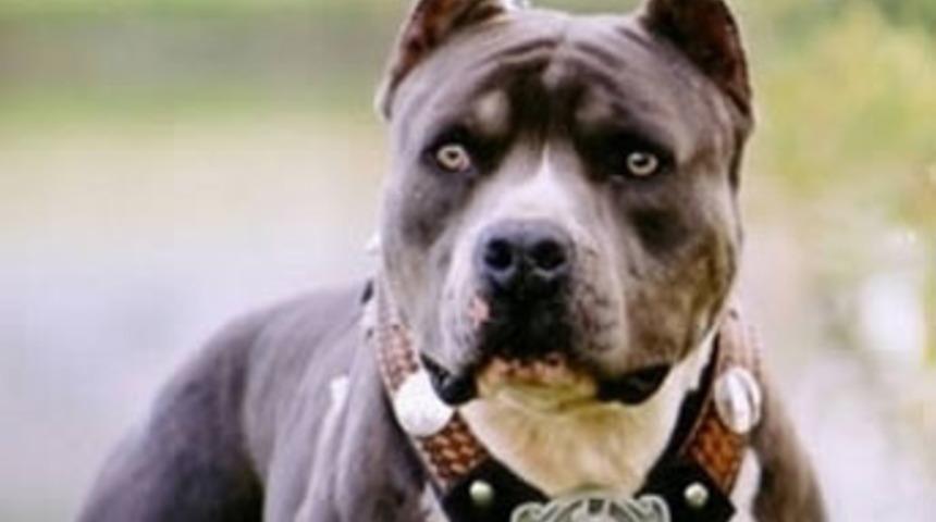 Bu k&ouml;pekleri besleyenlere k&ouml;t&uuml; haber