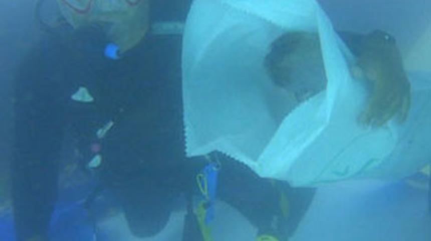 Bu görüntülere yürek dayanmaz!