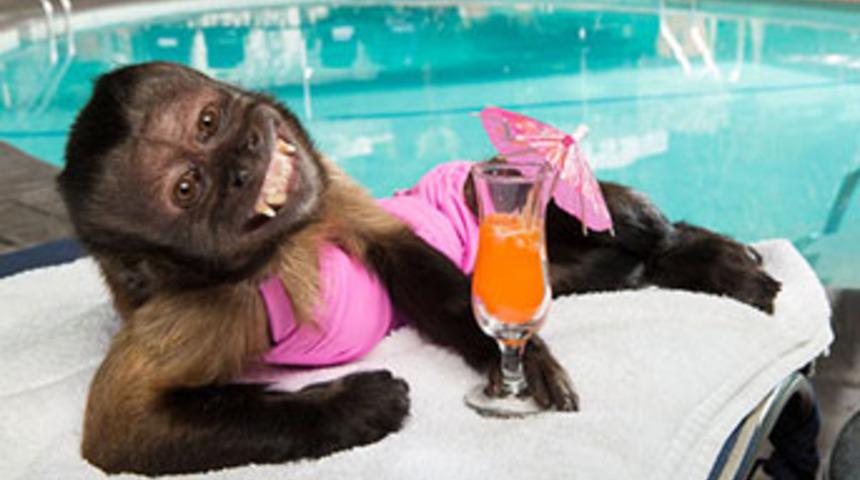 Hollywood&rsquo;un en zengin maymunu