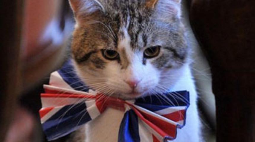 Başbakan first kediyi işten attı!