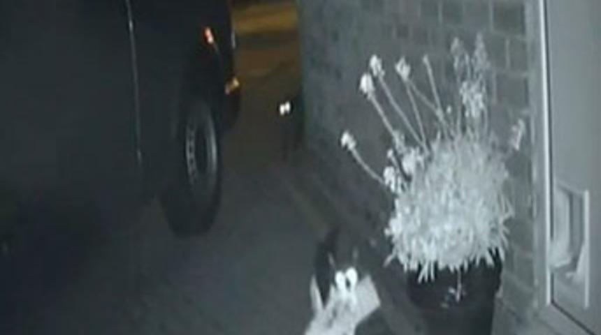 Hırsız kedi komşuların kabusu oldu