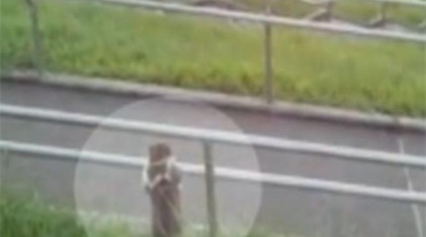 İngiltere bu kediyi konuşuyor