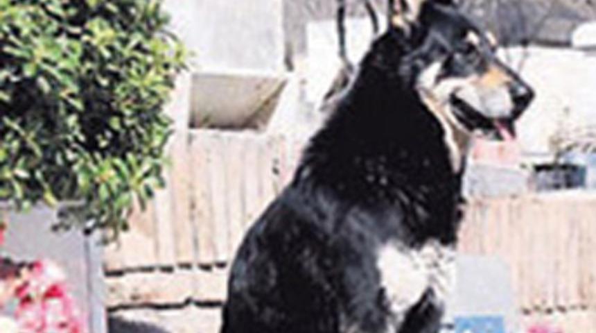 6 yıldır sahibinin mezarını bekliyor