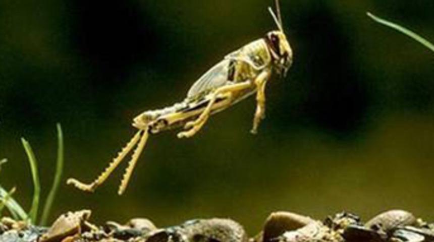 Depreme karşı b&ouml;cek kanadı