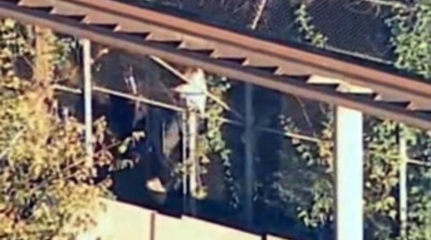 Kendini kaplana yedirdi!