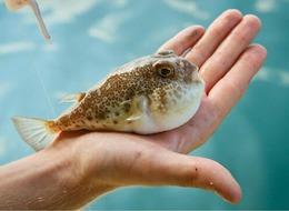 Yakalayana tane başı 25 lira ödenecek! Resmi Gazete’de yayımlandı: Balon balığı avlamada detaylar belli oldu