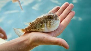 Yakalayana tane başı 25 lira ödenecek! Resmi Gazete’de yayımlandı: Balon balığı avlamada detaylar belli oldu