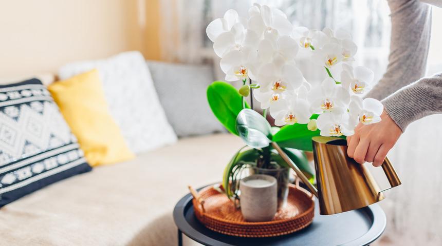 Sadece iki malzeme yetiyor! Orkideleri iki yıldan daha fazla s&uuml;rekli &ccedil;i&ccedil;ek a&ccedil;tıran y&ouml;ntem