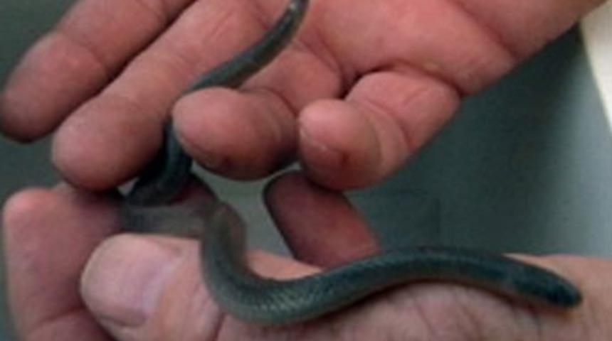 Evden iki kafalı yılan &ccedil;ıktı