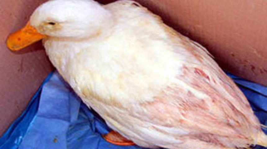 "Tahribat var, sperm yok"