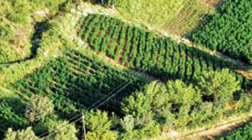 Silahların g&ouml;lgesinde esrar tarlaları