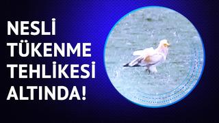 Nesli tükenme tehlikesi altında! Küçük Akbaba Kars’ta böyle görüntülendi