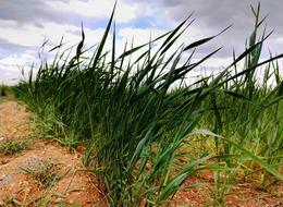 Hububatta verim kaybına kapı aralandı! Uzmanlardan rekolte için doğru ilaçlama ve sulama önerisi