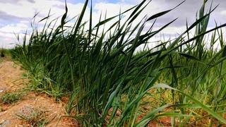 Hububatta verim kaybına kapı aralandı! Uzmanlardan rekolte için doğru ilaçlama ve sulama önerisi
