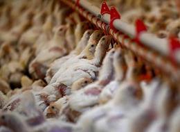 Bakanlık harekete geçti: Böcek larvalarından  balık ve tavuk yemi üretilecek