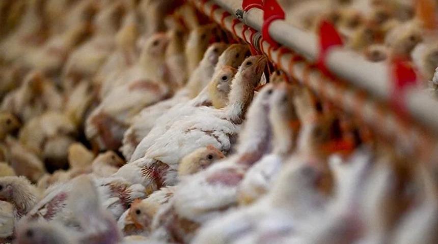 Bakanlık harekete geçti: Böcek larvalarından  balık ve tavuk yemi üretilecek