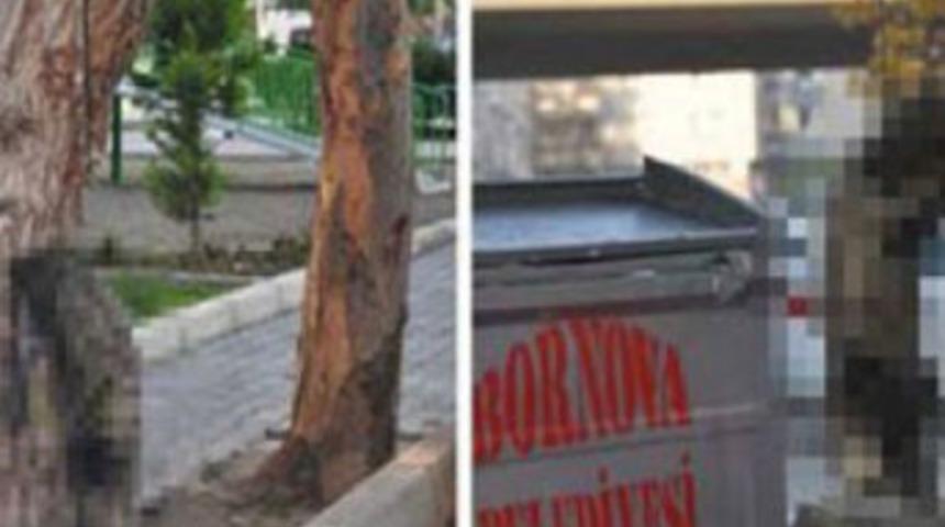 &Ouml;l&uuml; kediyi ibret olsun diye ağaca asmış!