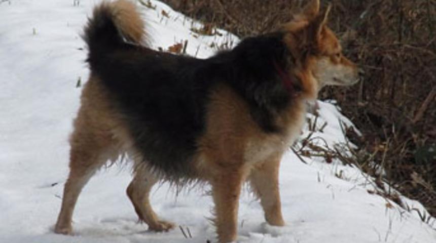 Ankara'da toprağa gömülü kadın cesedi bulundu