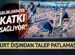 Maliyeti daha düşük olduğu için yeni gözde haline geldi! Yurt dışından talep patlaması var: "Gelirlerimize katkı sağlıyor"