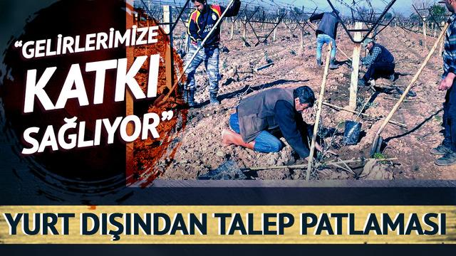 Maliyeti daha düşük olduğu için yeni gözde haline geldi! Yurt dışından talep patlaması var: Gelirlerimize katkı sağlıyor