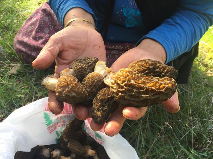 Kuzugöbeği mantarı sezonu başladı! Doğada nadir bulunuyor, kilosu 600 liradan satılıyor G1
