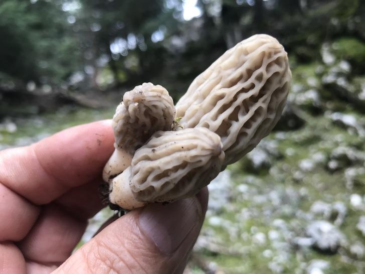 Kuzugöbeği mantarı sezonu başladı! Doğada nadir bulunuyor, kilosu 600 liradan satılıyor G2