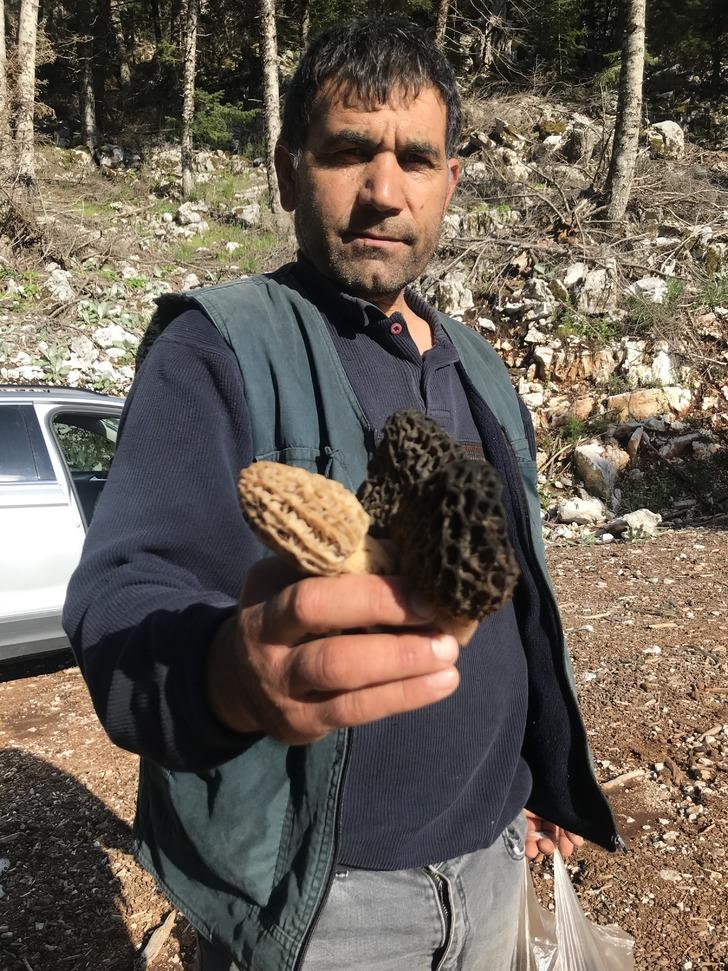 Kuzugöbeği mantarı sezonu başladı! Doğada nadir bulunuyor, kilosu 600 liradan satılıyor G3