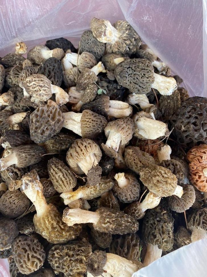 Kuzugöbeği mantarı sezonu başladı! Doğada nadir bulunuyor, kilosu 600 liradan satılıyor G4