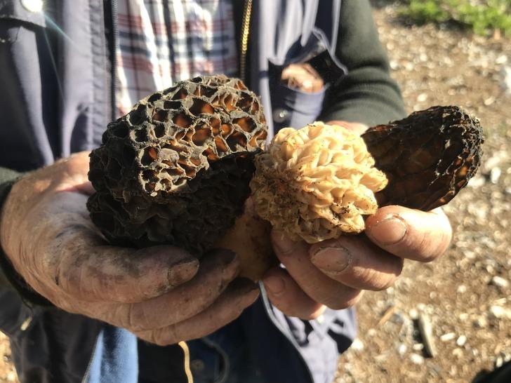 Kuzugöbeği mantarı sezonu başladı! Doğada nadir bulunuyor, kilosu 600 liradan satılıyor G5