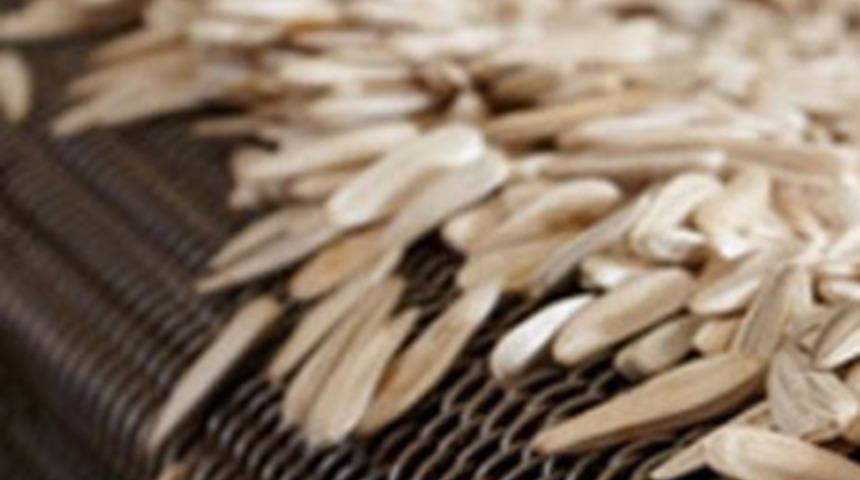 Tonlarca &ccedil;ekirdeğin altında &ouml;ld&uuml;