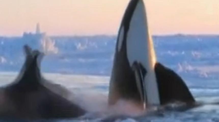 12 balina buzulların arasına sıkıştı!