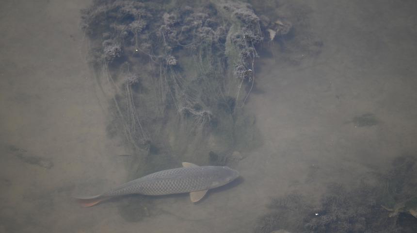 Tunca Nehri'nin debisi yer yer balıkların yüzmekte zorlandığı seviyeye kadar düştü