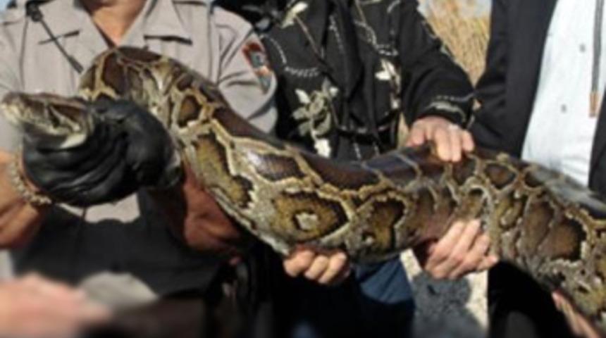 ABD'de '150 bin' piton alarmı