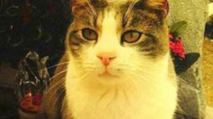 Sahibinin mezarına hediye taşıyor