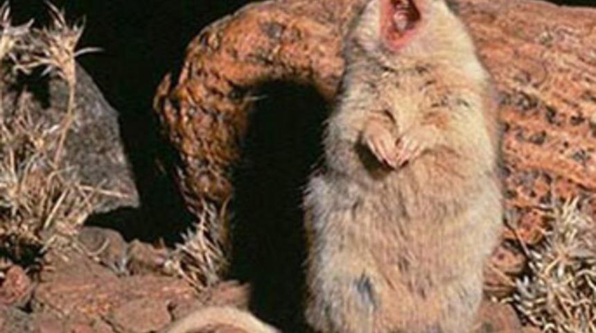 Kurt gibi uluyor, kaplan gibi ısırıyor
