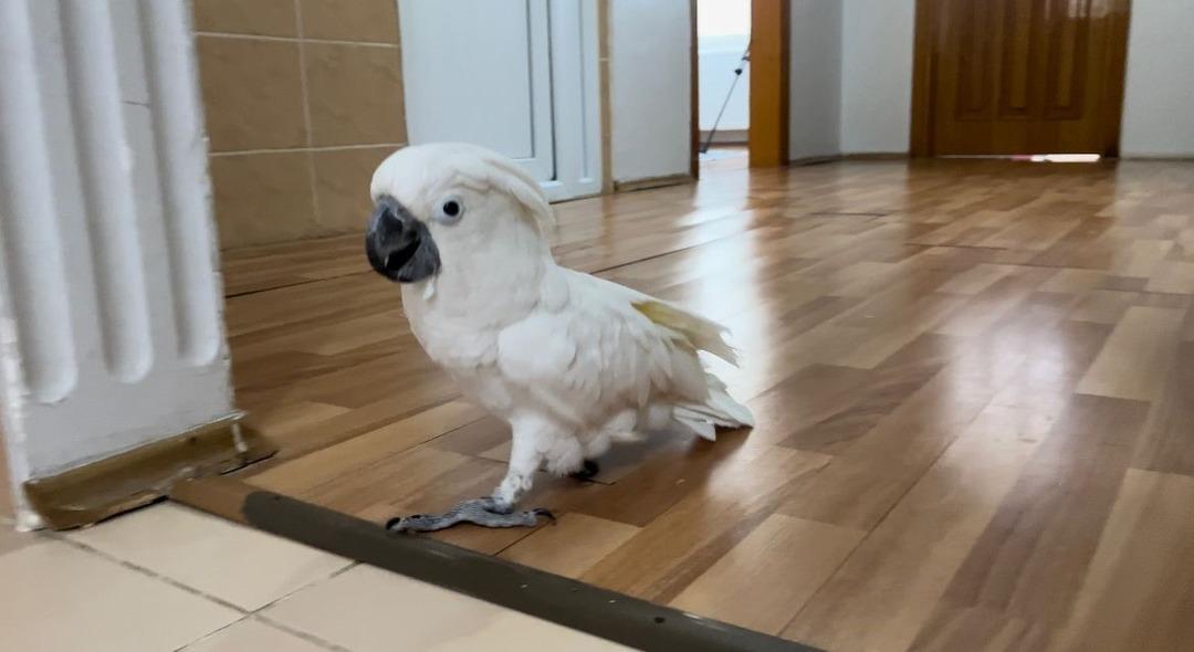 Videoları 30 milyon izlenmeye ulaştı! Fenomen papağan Osman, ilahi duyunca kendinden ge&ccedil;iyor
