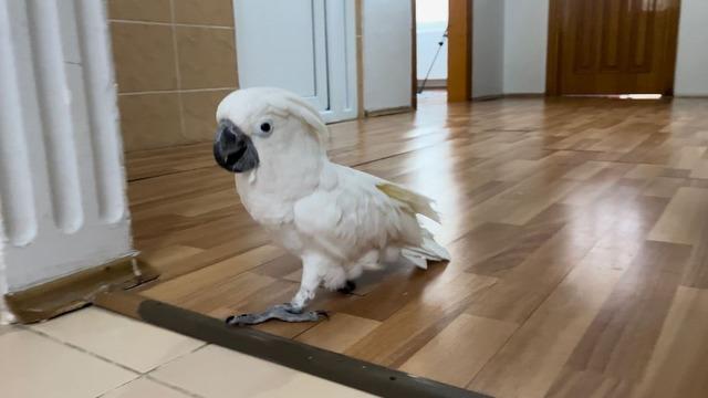 Fenomen papağan Osman, ilahi duyunca kendinden geçiyor