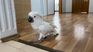 Videoları 30 milyon izlenmeye ulaştı! Fenomen papağan Osman, ilahi duyunca kendinden geçiyor