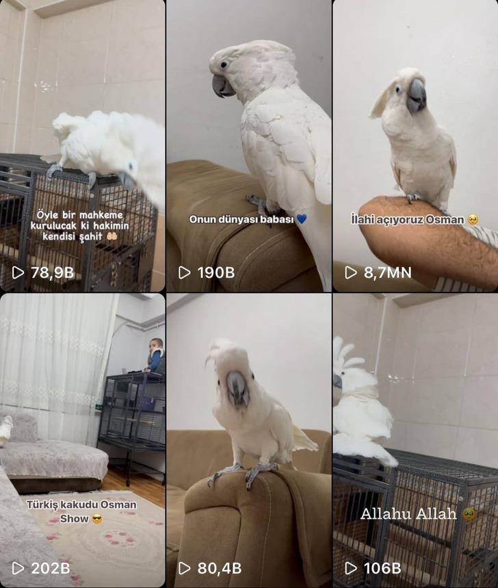 Videoları 30 milyon izlenmeye ulaştı! Fenomen papağan Osman, ilahi duyunca kendinden geçiyor G3