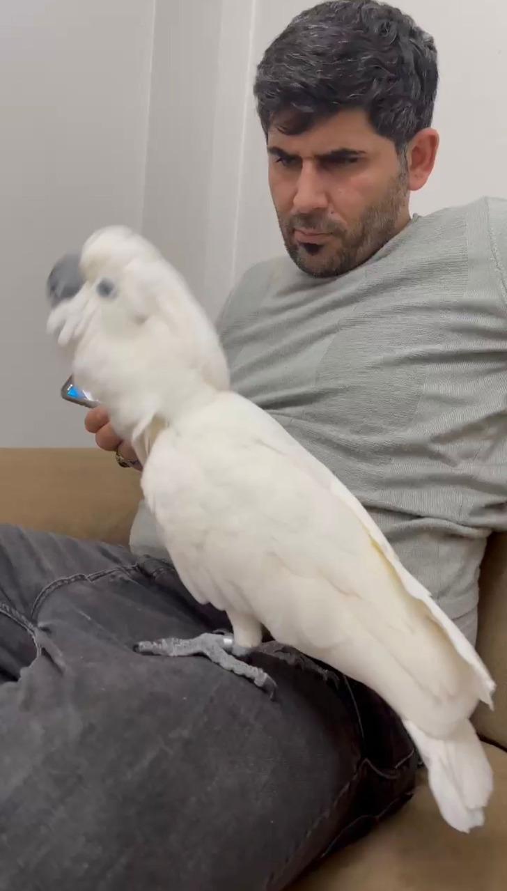 Videoları 30 milyon izlenmeye ulaştı! Fenomen papağan Osman, ilahi duyunca kendinden geçiyor G5