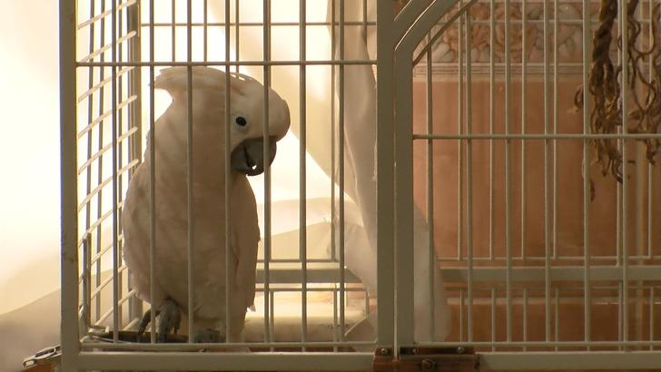 Videoları 30 milyon izlenmeye ulaştı! Fenomen papağan Osman, ilahi duyunca kendinden geçiyor G1