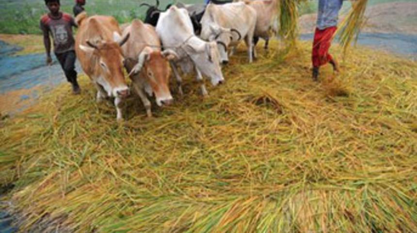 Patronlarını yaktılar!