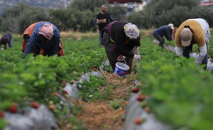 Açıkta hasat başladı: Kilo fiyatı bir ayda 70 TL birden düştü G4