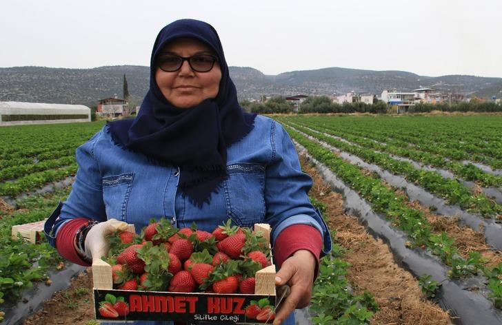 Açıkta hasat başladı: Kilo fiyatı bir ayda 70 TL birden düştü G5