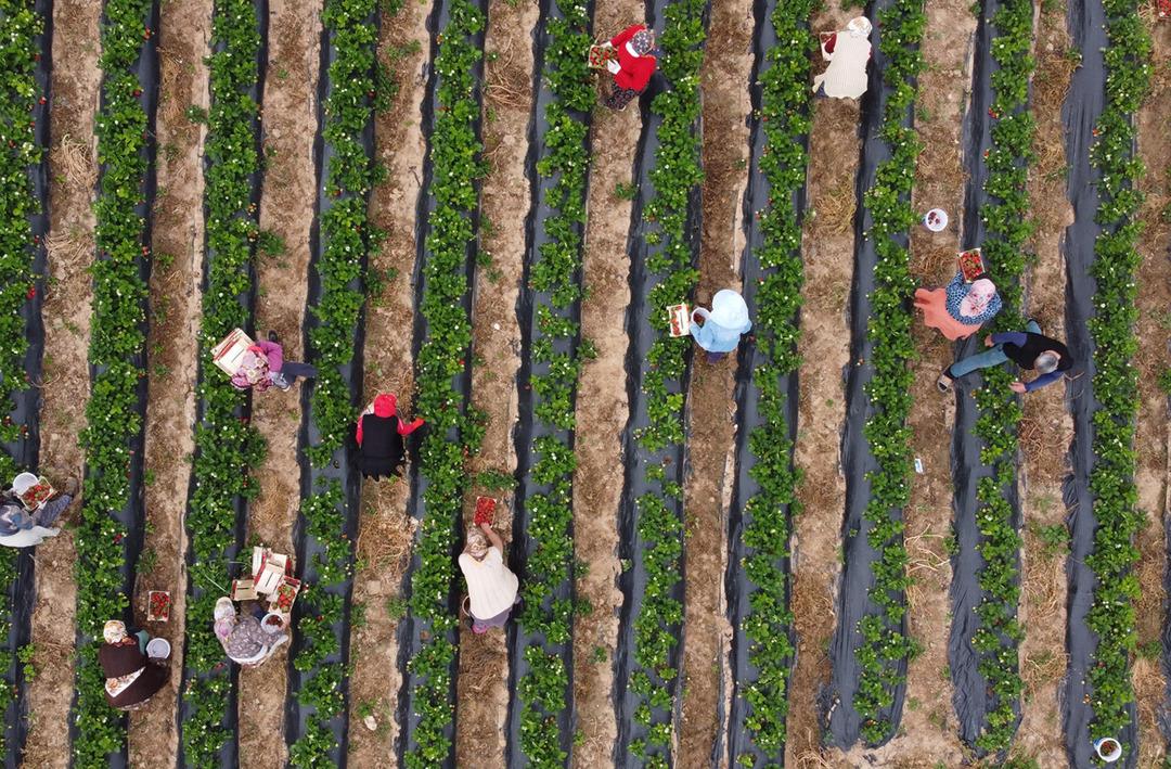 Açıkta hasat başladı: Kilo fiyatı bir ayda 70 TL birden düştü