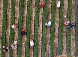 Açıkta hasat başladı: Kilo fiyatı bir ayda 70 TL birden düştü