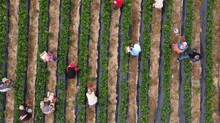 Açıkta hasat başladı: Kilo fiyatı bir ayda 70 TL birden düştü