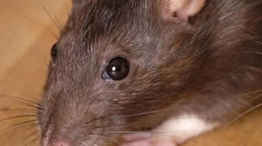 Hücre nakliyle farelerin gözü açıldı