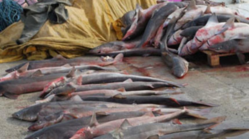 Hamsi avına gittiler,köpek balığıyla döndüler